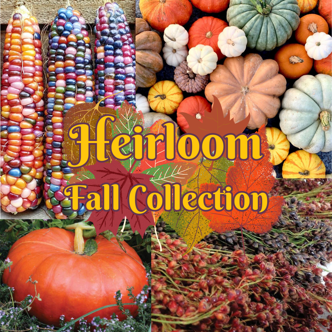 Fall Heirloom Collection 2023