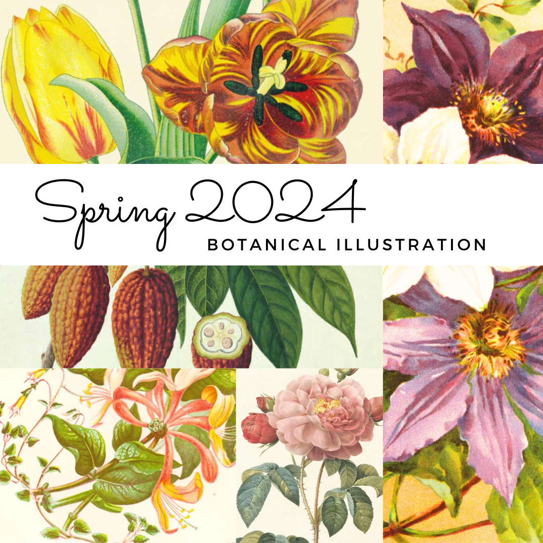 Spring Botanical Illustration Collection 2024