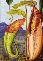 Nepenthes, in Aussie Extra Fine Fingering